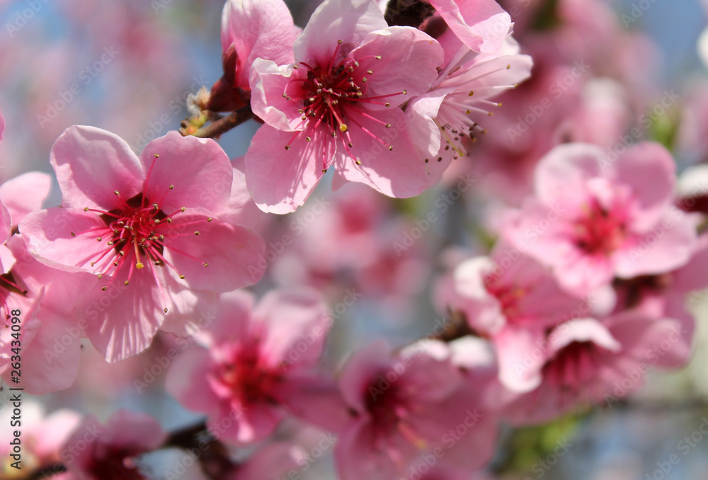 pink cherry blossom flower in spring time over blue sky. pink cherry blossom flower in spring time over blue sky.