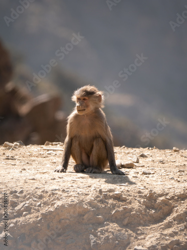 Baboons up in the Al Souda Mountains in the Abha region, Saudi Arabia © hyserb