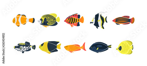Isolated fish illustration. Set of freshwater aquarium cartoon colored fishes. Flat design sea tropical fish. Vector collection