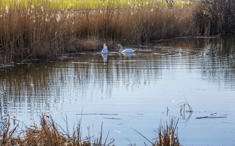 Beautiful view on the little lake with birds on spring day. Gorgeous nature backgrounds. Beautiful view on the little lake with birds on spring day. Gorgeous nature backgrounds.