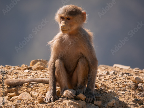 Baboons up in the Al Souda Mountains in the Abha region  Saudi Arabia