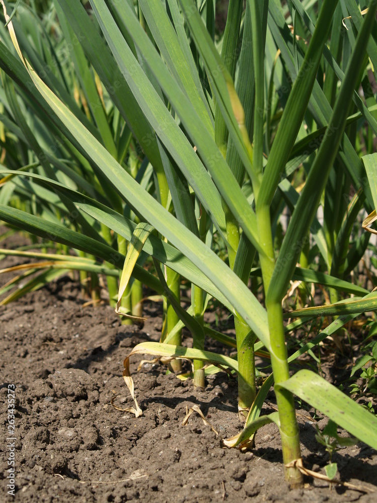 Obraz premium garlic