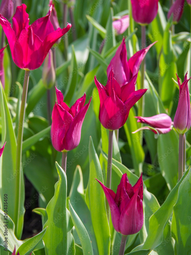 Fototapeta premium Tulips Pink Lily Tulipa flowers