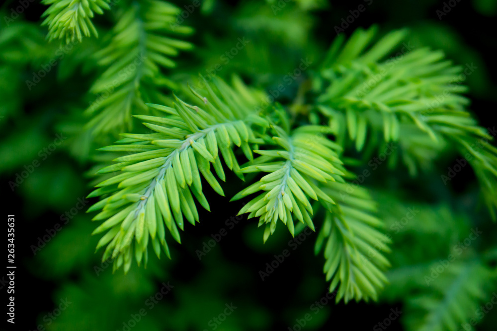 Fototapeta premium igły