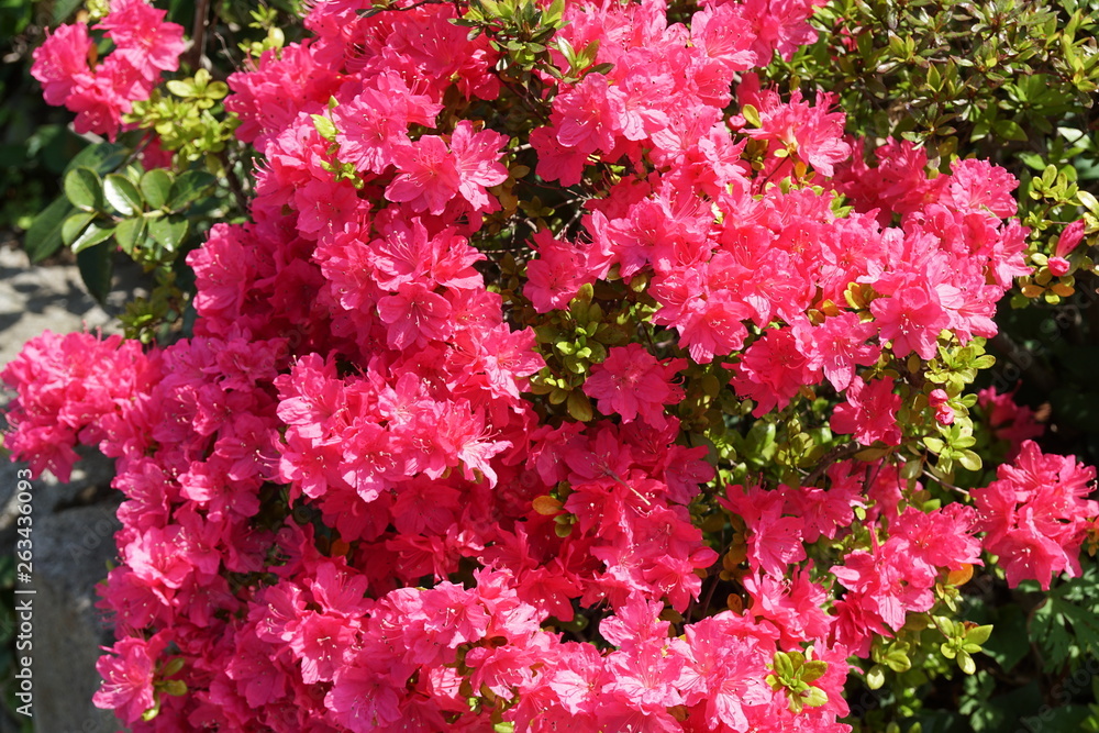 ツツジの花 ツツジの花