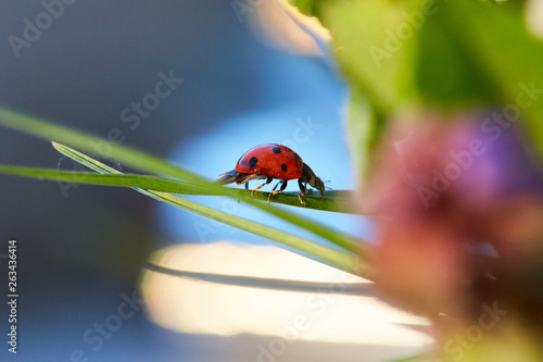 Ladybug in the green leaf. © Vladimir Koshkarov