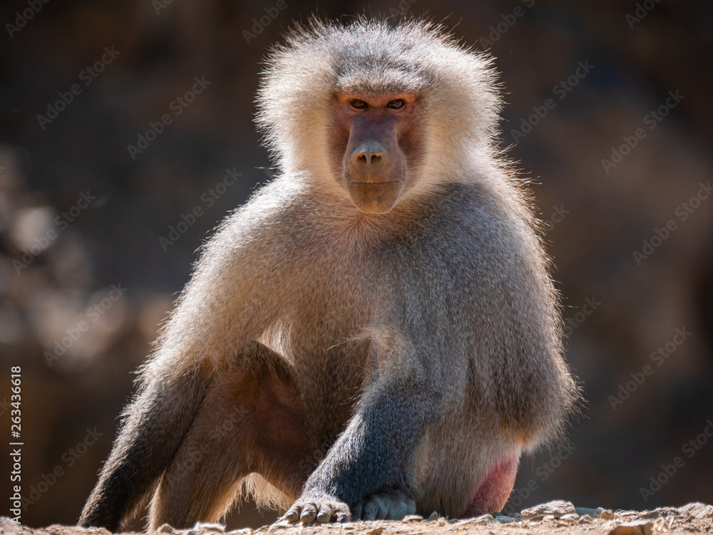 Baboons up in the Al Souda Mountains in the Abha region, Saudi Arabia Baboons up in the Al Souda Mountains in the Abha region, Saudi Arabia