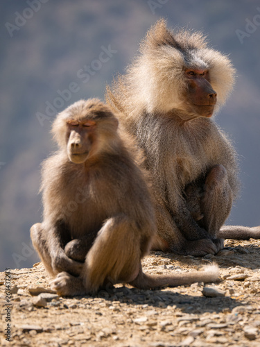 Baboons up in the Al Souda Mountains in the Abha region, Saudi Arabia © hyserb
