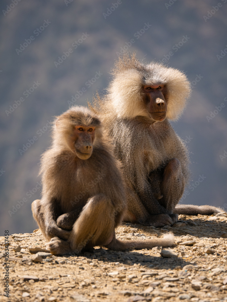 Baboons up in the Al Souda Mountains in the Abha region, Saudi Arabia