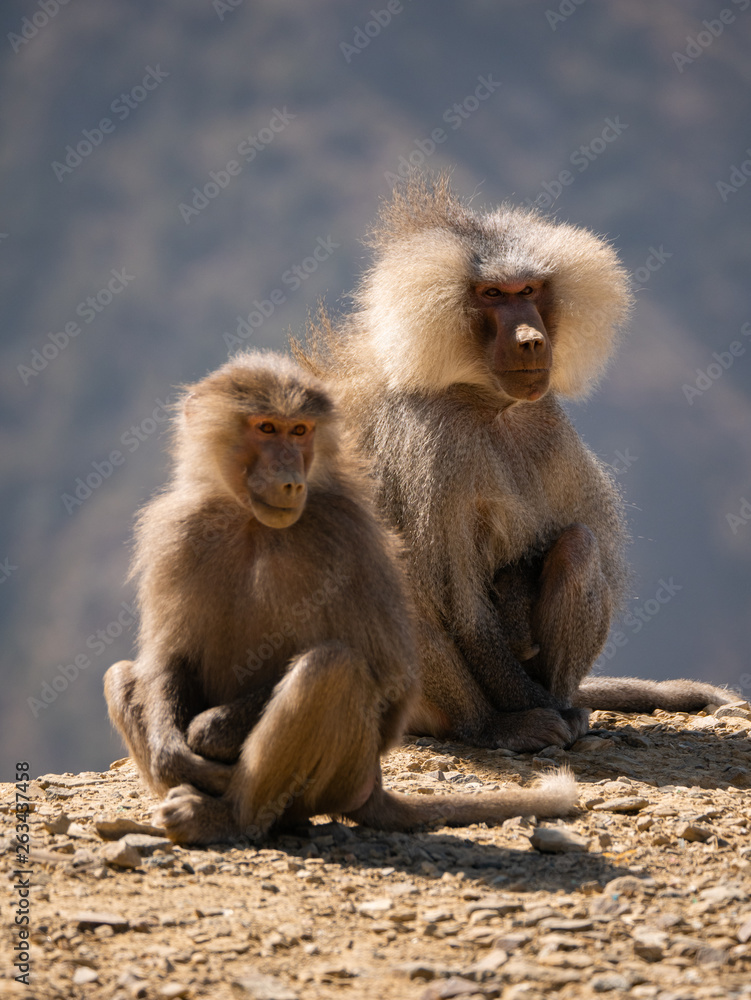 Baboons up in the Al Souda Mountains in the Abha region, Saudi Arabia Baboons up in the Al Souda Mountains in the Abha region, Saudi Arabia