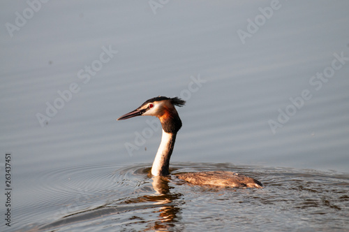 Great crested grebe in East Flanders photo