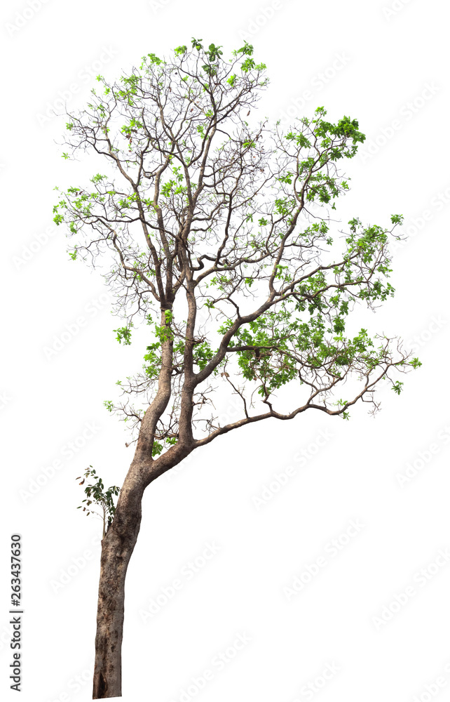 Isolated tree on white background Isolated tree on white background