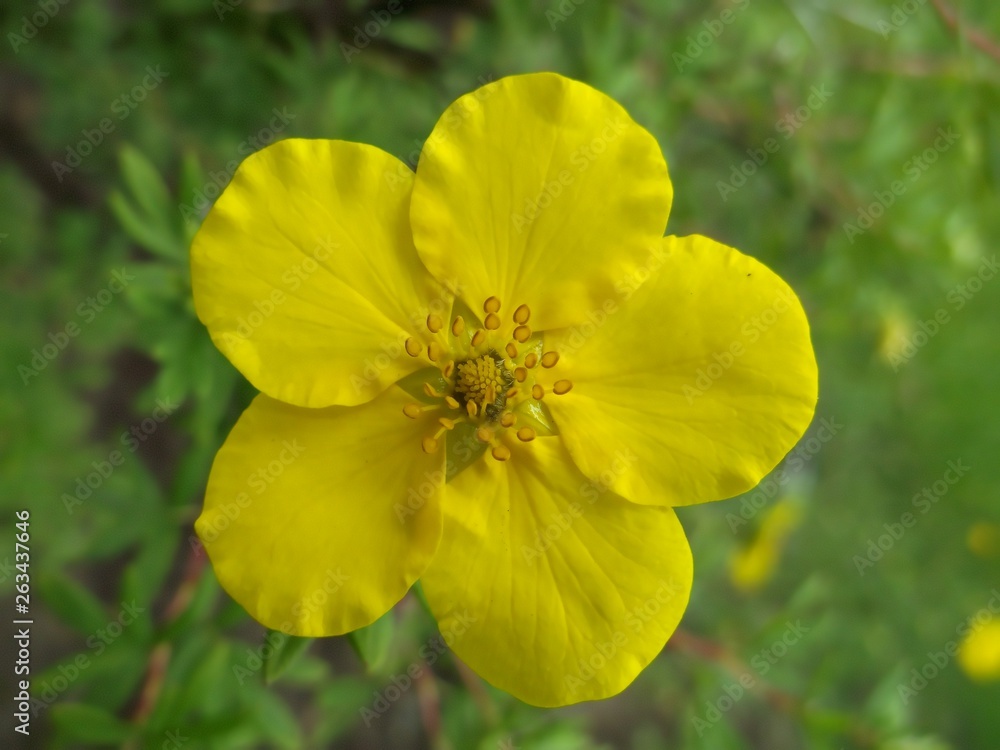 Yellow flower close-up. Macro mode. Gardening and floriculture. 2. Yellow flower close-up. Macro mode. Gardening and floriculture. 2.