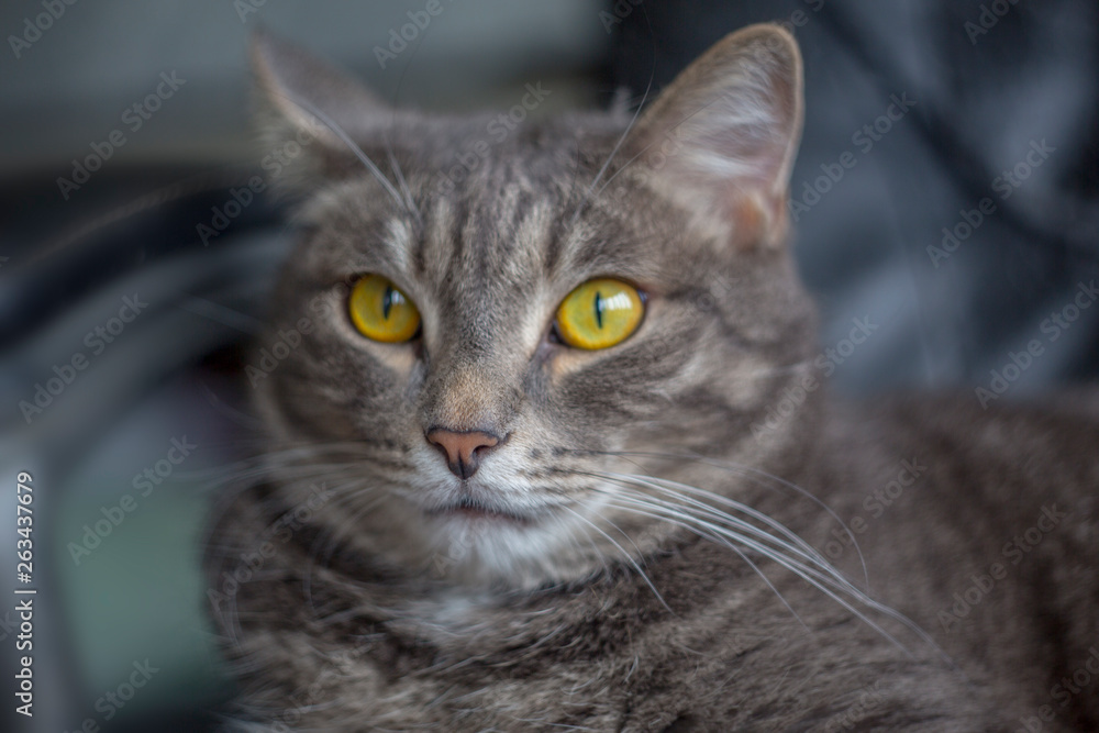 Cat's nose in focus. The cat with yellow eyes sits on a chair