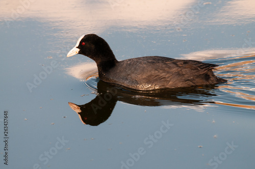 Eurasian coot in East Flanders photo