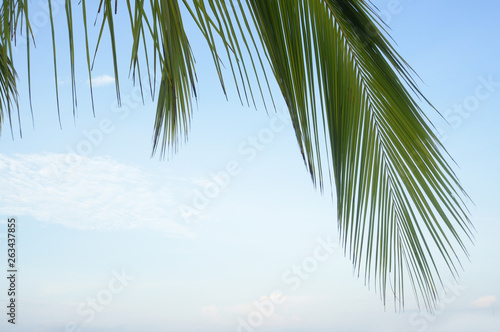  beautiful nature green palm leaf on tropical beach 