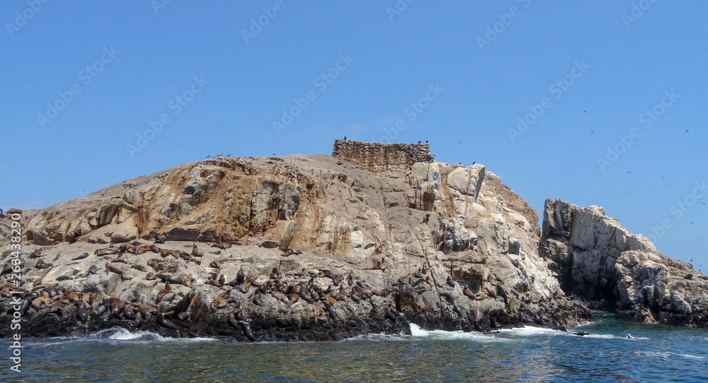Sea lions on the islands Palomino, excurison in Peru Sea lions on the islands Palomino, excurison in Peru
