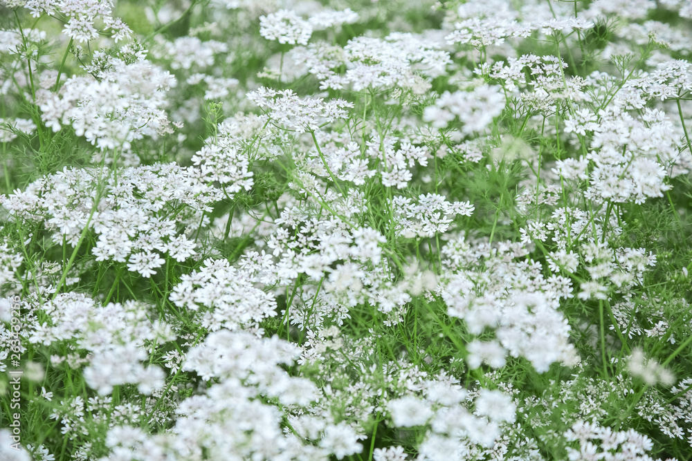 Spicy grass in the garden Spicy grass in the garden
