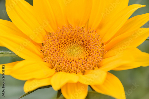 sunflower in garden