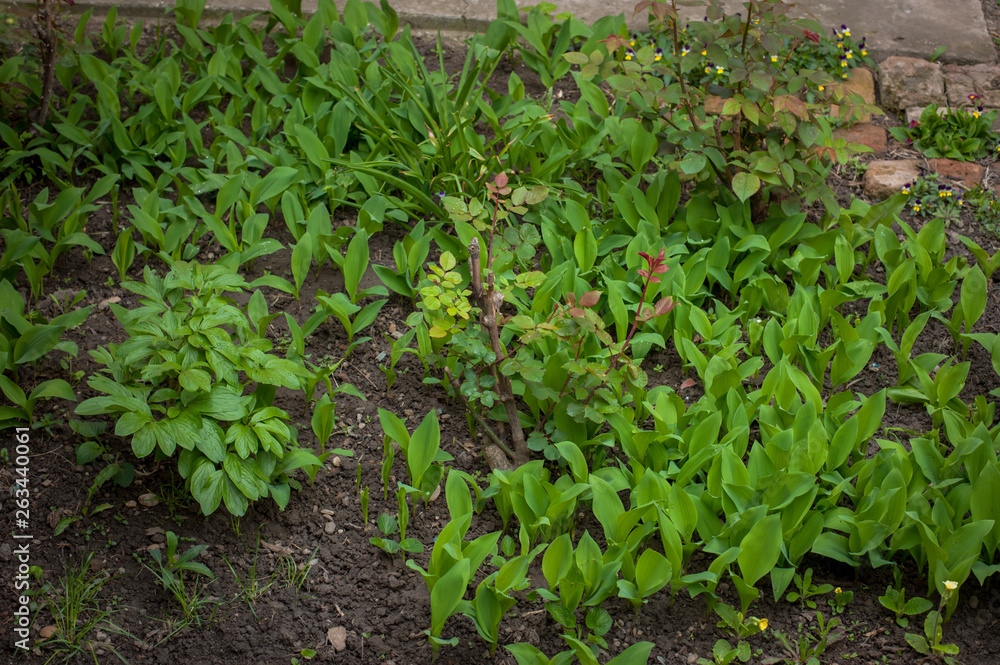 Beautiful fresh green plants in the garden Beautiful fresh green plants in the garden