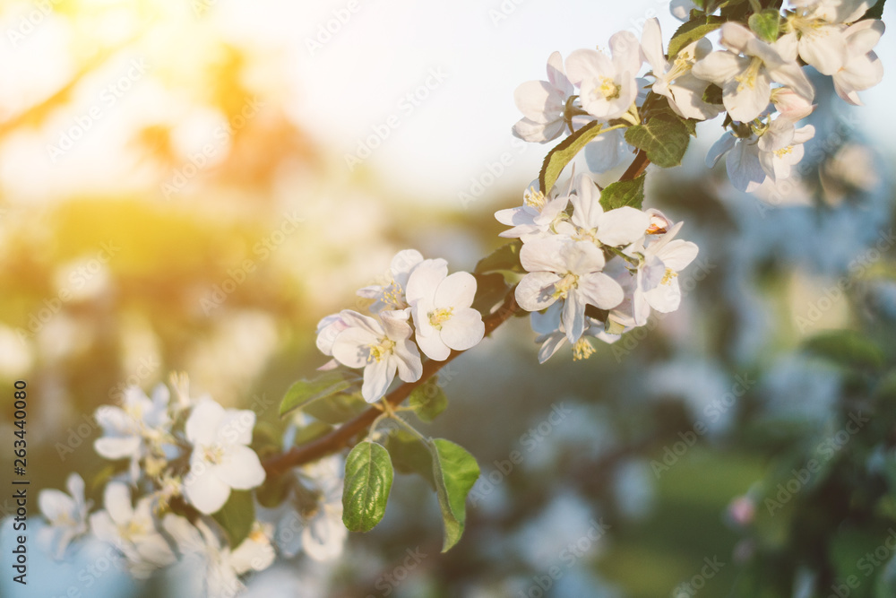 Spring time apple tree blossom background with sun. Beautiful nature scene with blooming apple tree and sun flare. Sunny spring wallpaper Spring time apple tree blossom background with sun. Beautiful nature scene with blooming apple tree and sun flare. Sunny spring wallpaper