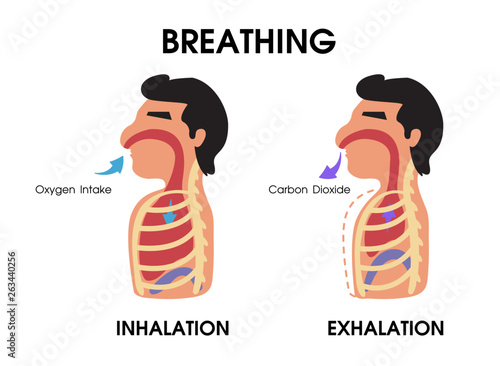 Diagram showing expansion and contraction of the lungs while breathing.