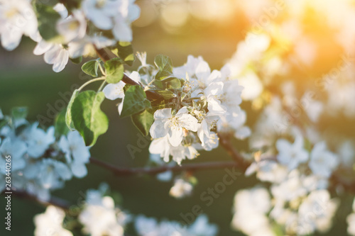 Spring time apple tree blossom background with sun. Beautiful nature scene with blooming apple tree and sun flare. Sunny spring wallpaper