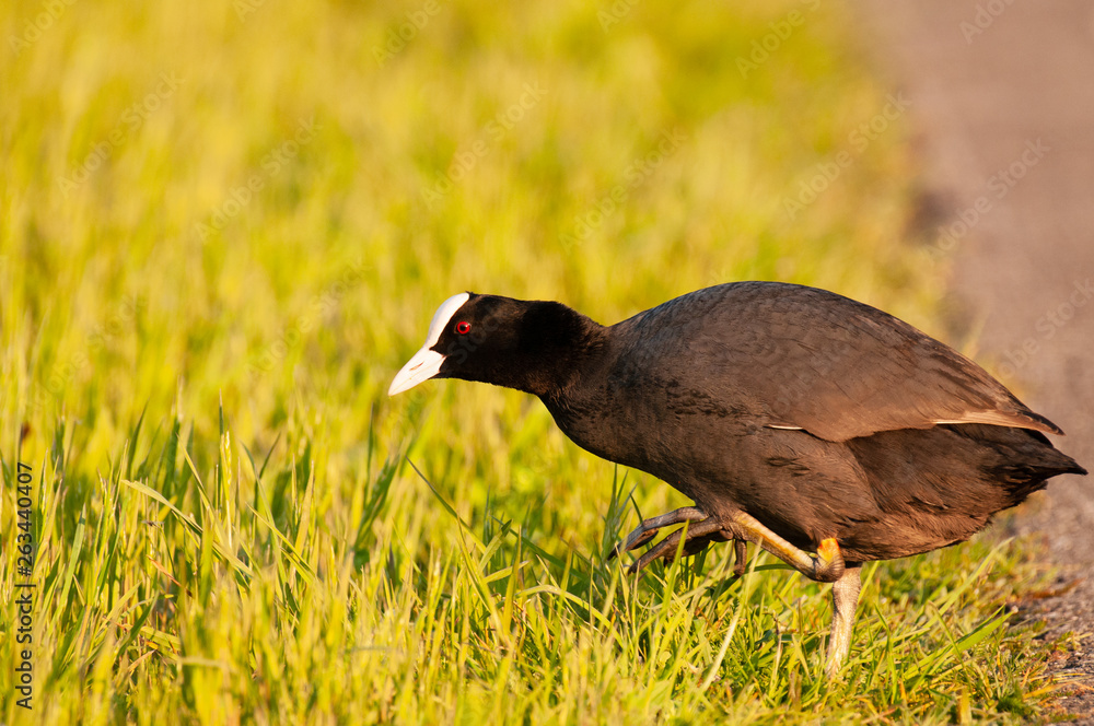 Obraz premium Eurasian coot in East Flanders