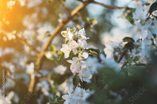 Spring time apple tree blossom background with sun. Beautiful nature scene with blooming apple tree and sun flare. Sunny spring wallpaper © patho1ogy