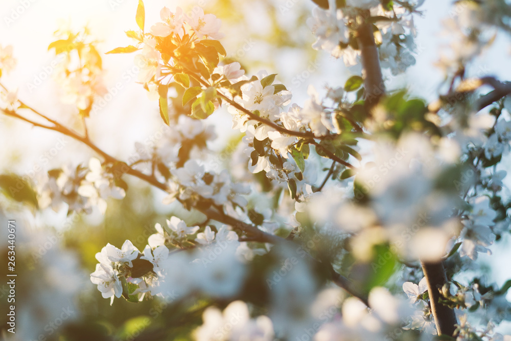 Spring time apple tree blossom background with sun. Beautiful nature scene with blooming apple tree and sun flare. Sunny spring wallpaper Spring time apple tree blossom background with sun. Beautiful nature scene with blooming apple tree and sun flare. Sunny spring wallpaper