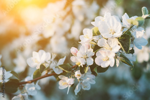 Spring time apple tree blossom background with sun. Beautiful nature scene with blooming apple tree and sun flare. Sunny spring wallpaper