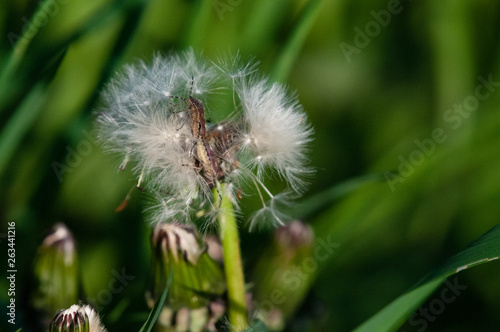 Insect eating a dandelion
