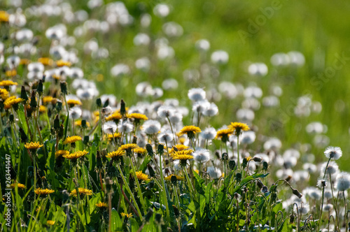 Limited depth of field impression of a field of dandelions