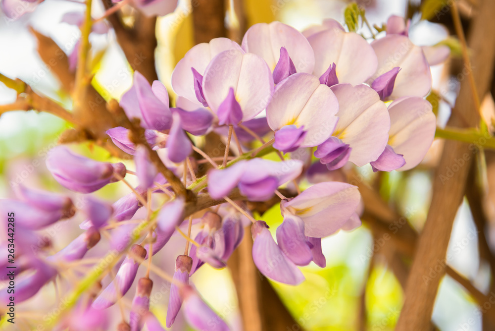 Fototapeta premium Purple Glicina Wisteria sinensis