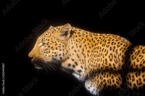 Photograph of a leopard at the National Zoological Gardens of South Africa