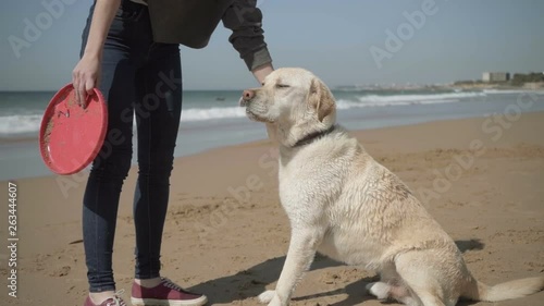 Cute wet labrador pet sitting near owner on sand. Cropped shot of young woman holding dog for collar. Pet concept photo