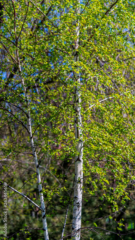 Fototapeta premium trees grow in the park