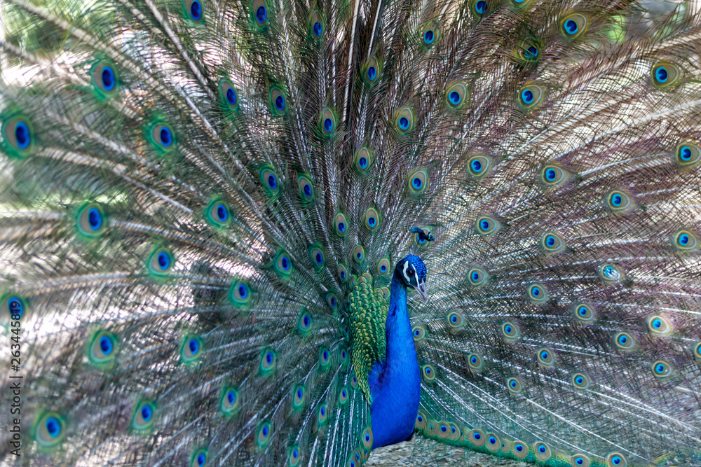 Naklejka premium Amazing peacock during his exhibition