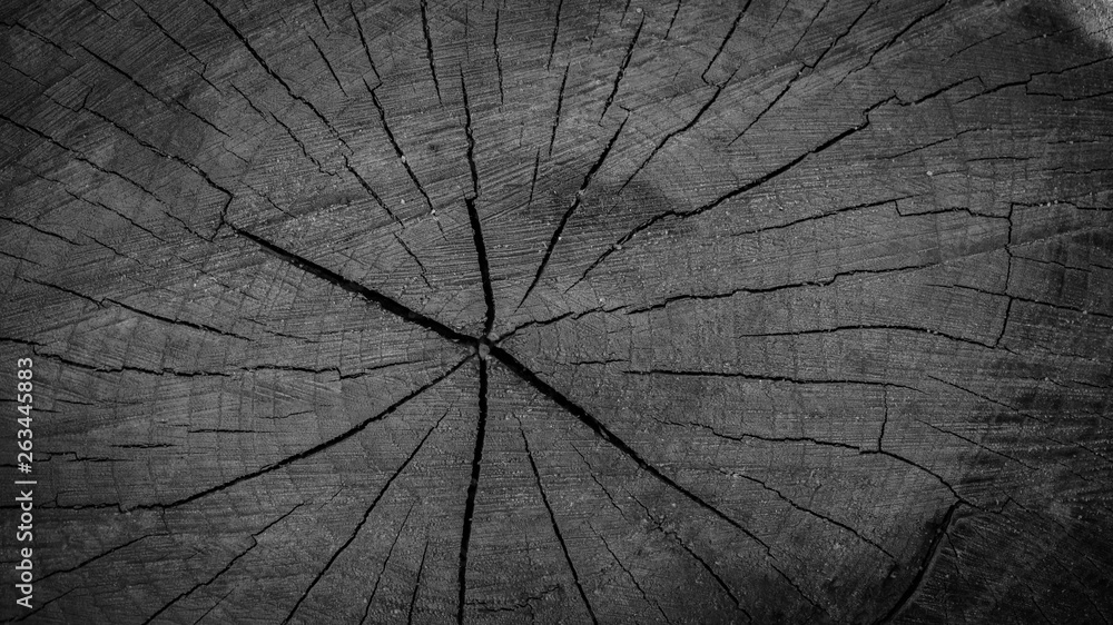 Fototapeta premium tree cut, stump