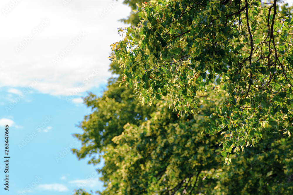 branches of linden tree in blossom. beautiful summer nature scenery. background with blurred clouds on a blue sky branches of linden tree in blossom. beautiful summer nature scenery. background with blurred clouds on a blue sky