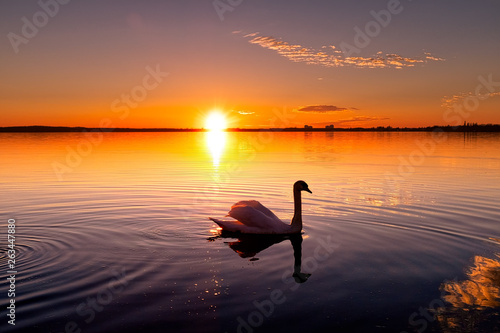 Φωτογραφία Schwan am Müggelsee gegenüber Köpenick