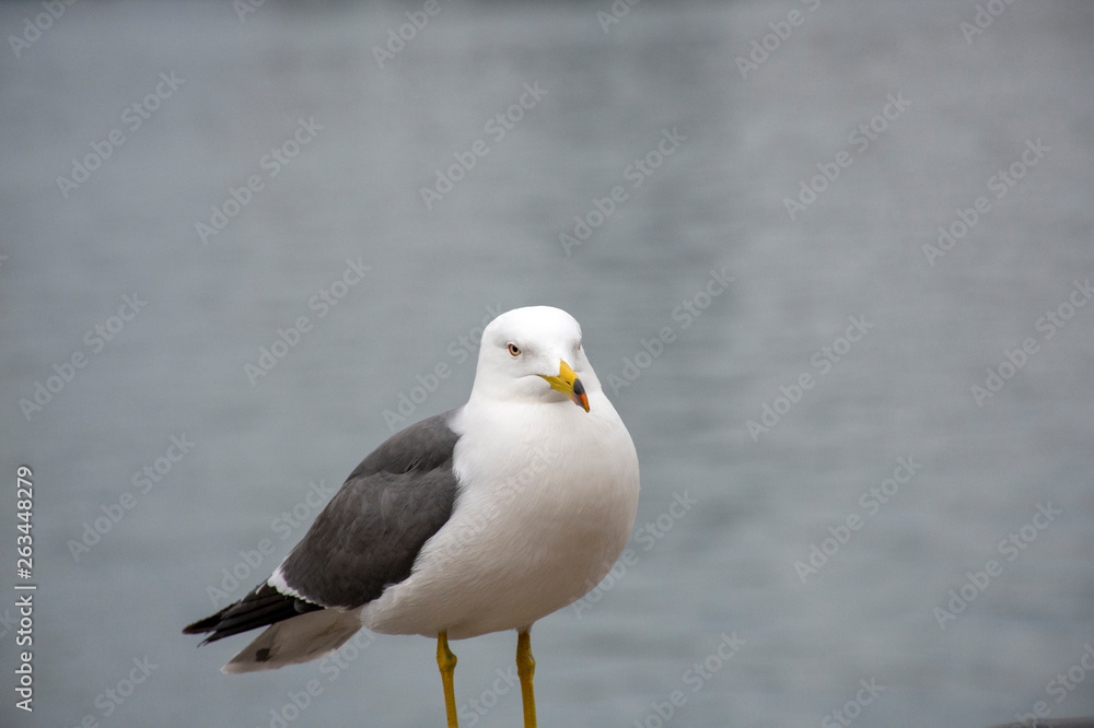 Photo Seagull on the background of the sea