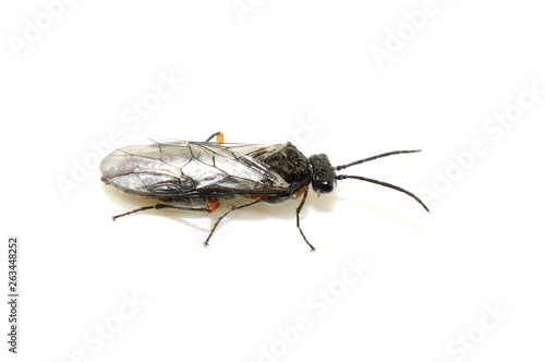 The sawfly Dolerus puncticollis isolated on white background