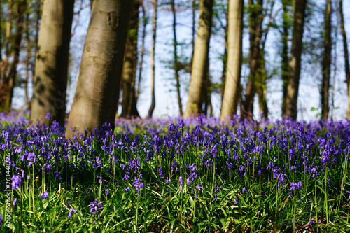 Wald der blauen Blumen