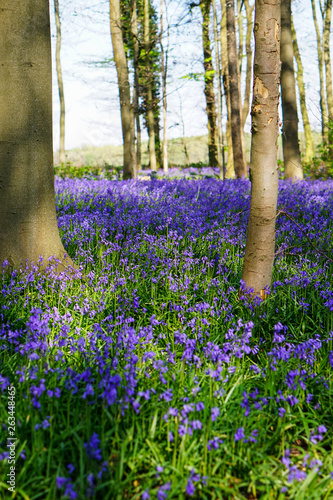Wald der blauen Blumen