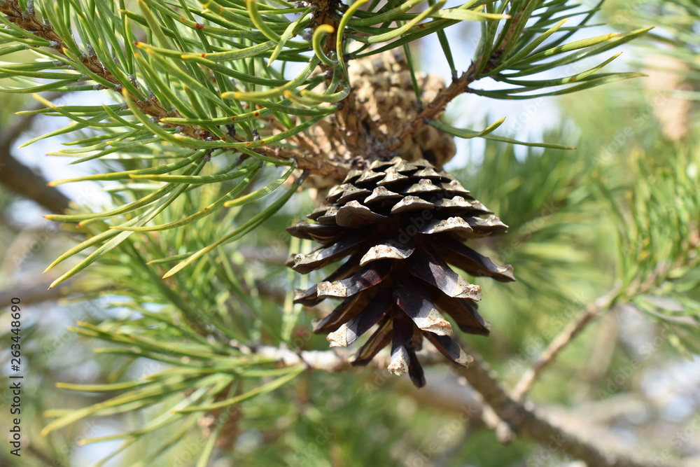 Obraz premium Closeup on pine branches with brown cones