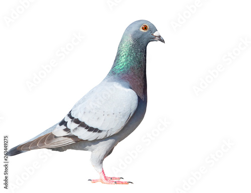 full body side view of speed racing pigeon bird isolate white background
