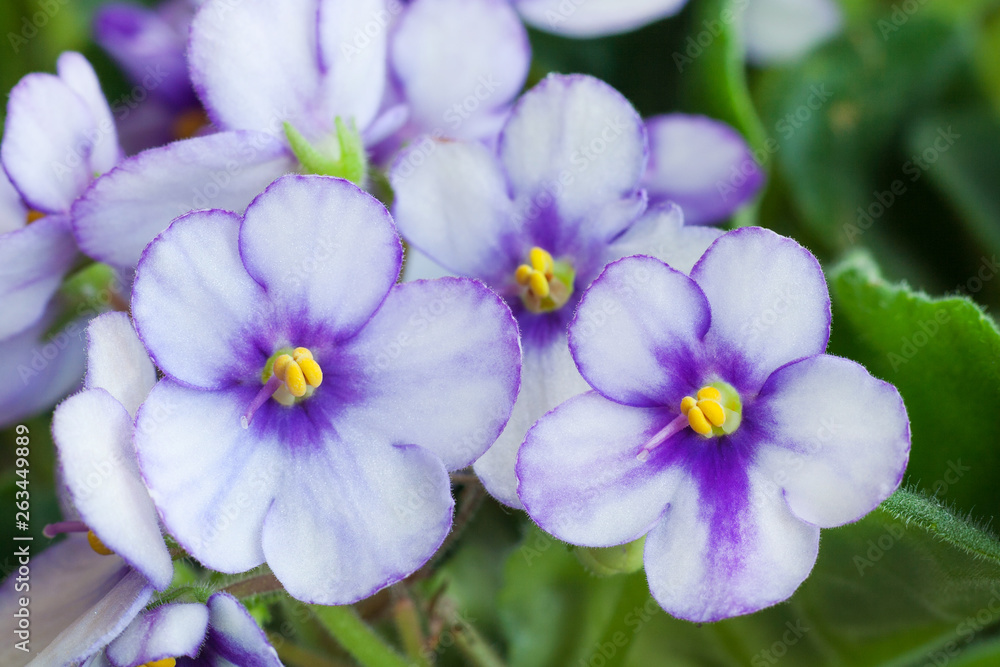 Close up view on a white-purple flowers of Saintpaulia (African violet) plant Close up view on a white-purple flowers of Saintpaulia (African violet) plant