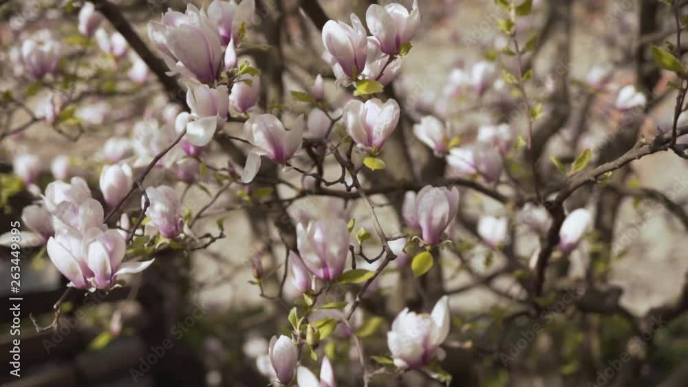 Magnolia Spring Tree Blossom White Pink Flowers. Light Camera Movement Magnolia Spring Tree Blossom White Pink Flowers. Light Camera Movement