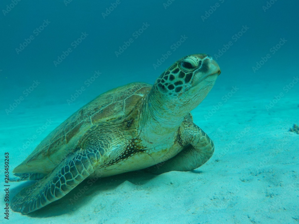 Obraz premium お昼寝中の海がめ